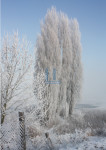 Berijpte Wachters - Winter XL-3 - 207-1